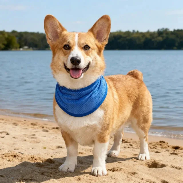 Corgi wearing a blue dog cooling neck wrap on a beach during warm summer weather.