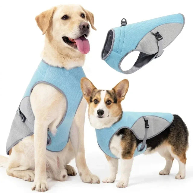 Labrador and Corgi wearing light blue and gray dog cooling vest with adjustable buckle — white background