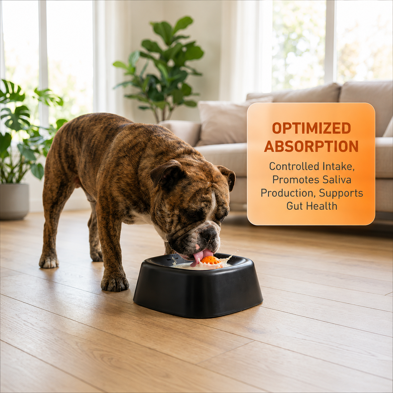 Bulldog using a slow feeder dog bowl designed for controlled intake, saliva production, and gut health support.